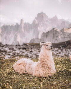 Trekking alpaca Dolomiti