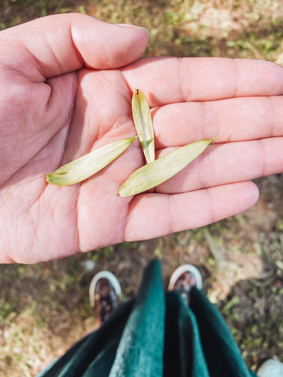 Bosco Incantato San Donà di Piave
