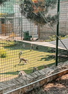 zoo safari lemuri puglia