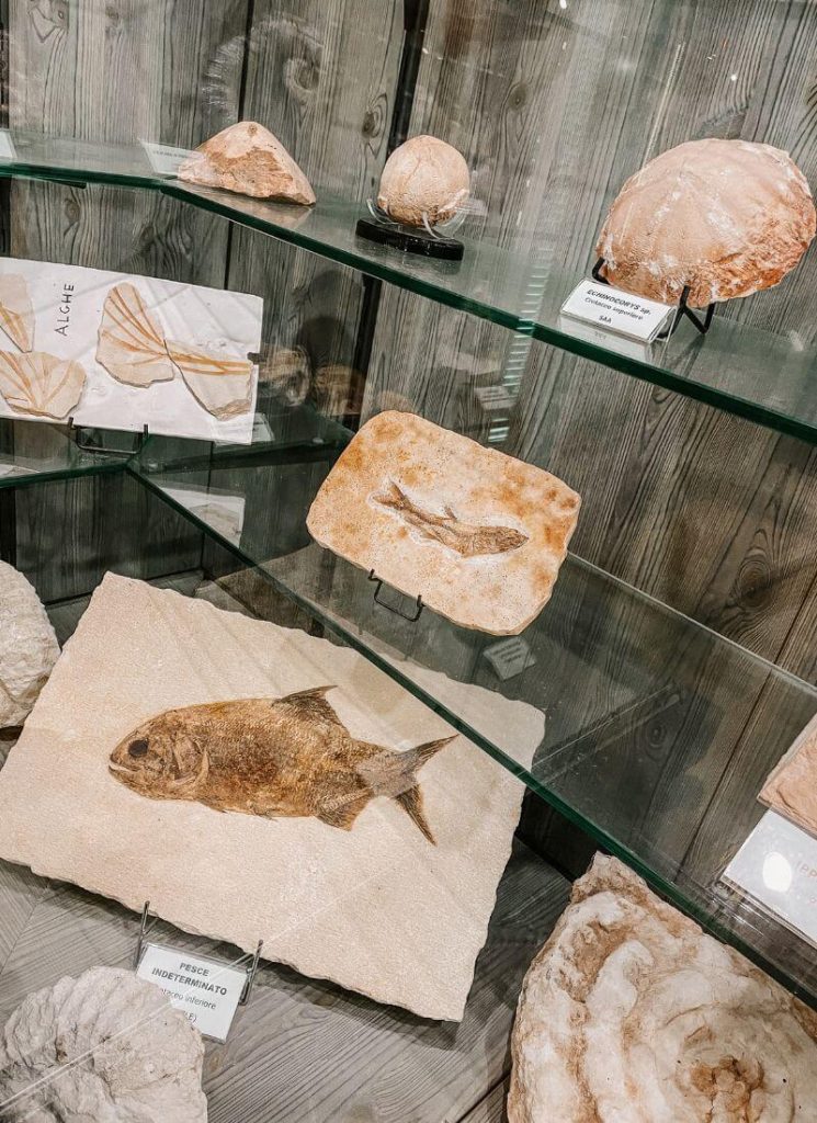 fossili museo camposilvano